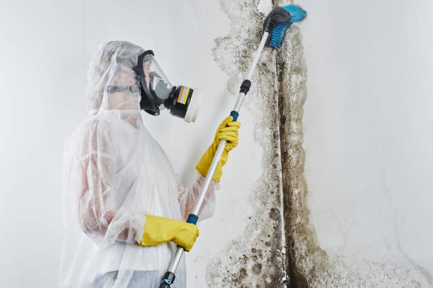 Mold Removal and Inspection in Monroe, MI