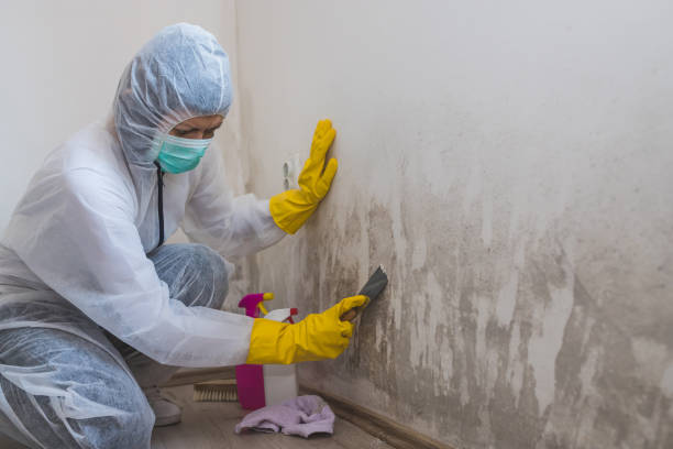 Best Black Mold Removal  in Monroe, MI