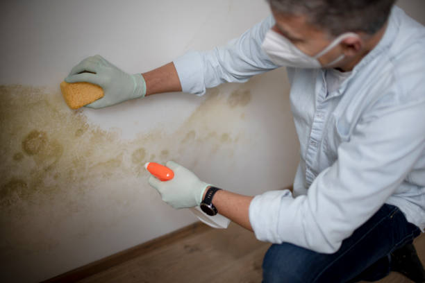 Best Emergency Mold Removal  in Monroe, MI