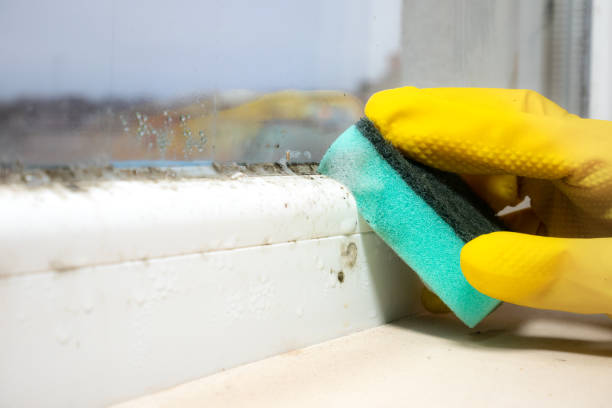 Best Mold Removal Process  in Monroe, MI