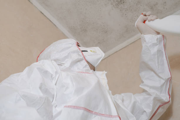 Best Mold Removal Company Near Me  in Monroe, MI