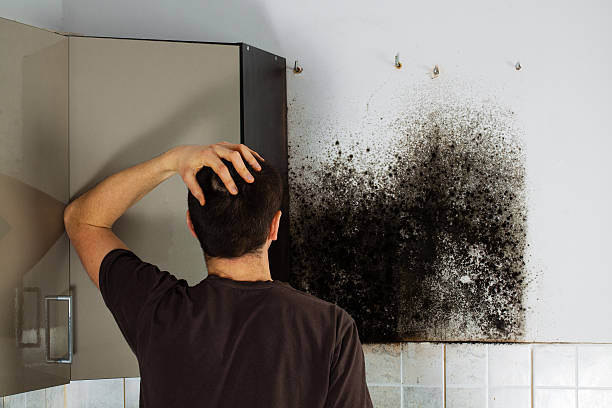 Mold Testing and Removal in Monroe, MI