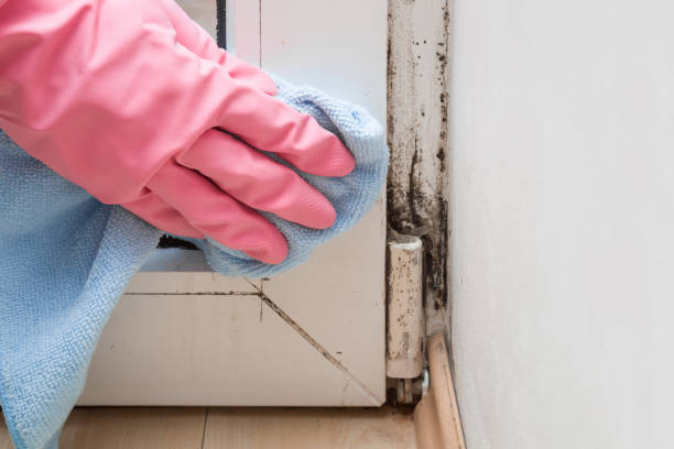 Best Commercial Mold Removal  in Monroe, MI